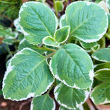 2 Variegated Cuban Oregano Live Plants, Kitchen Herb Plant, 4 Inch Tall