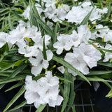 6 White Mexican Petunia Live Plants, Hardy Perennial Flowers, 4-6 Inch Tall