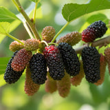 2 Illinois Everbearing Mulberry Tree Live Plant, Edible Fruit, 6-8" Tall