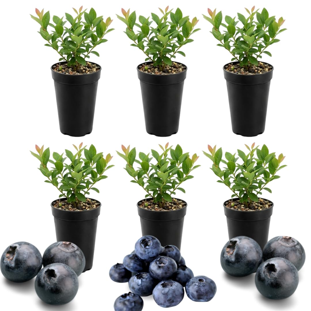 6 Huckleberry Live Plants, Sweet Edible Berry Bush, 1-3 Inch Tall