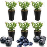 6 Huckleberry Live Plants, Sweet Edible Berry Bush, 1-3 Inch Tall