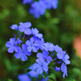 3 Blue Plumbago Live Plants, Well-Rooted Starter Plant, 5-7 Inch Tall