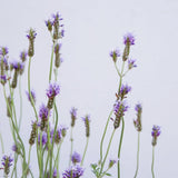 2 Blue Lavender Live Plants, Starter Plant, 4-7 Inch Tall