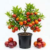 Blood Orange Tree, Indoor Outdoor Plant, 1-2 Ft Tall