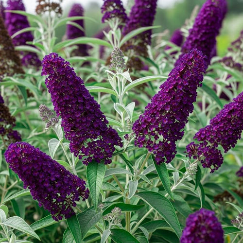 2 Black Buddleia Live Plants, 5-9" Butterfly Bush for Outdoor Gardens