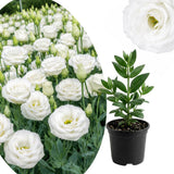White Lisianthus Plant, Eustoma Lisianthus Flowers in Plug, 3-5'' Tall