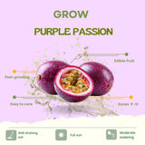 Purple Passionfruit Live Plant, Starter Plant, 4-6 Inch Tall