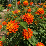 2 Bright Orange Lantana Plants Live, Home Garden Plant, 4-7 Inch Tall