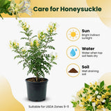 White Yellow Honeysuckle Plant Live, Flower Vine, 6-12 Inch Tall, 4" Pot
