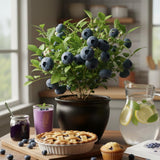 2 Top Hat Blueberry Plant Live, Blueberry Bushes Plant, 4-7 Inch Tall