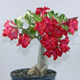 Combo 2 Random Mix Desert Rose Live Plant 4-7 Inches Tall