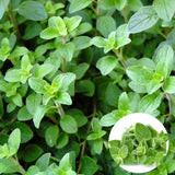 Set 6 Greek Oregano Live Plant 3-5" Tall