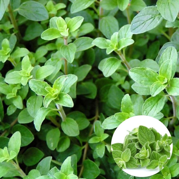 Set 6 Greek Oregano Live Plant 3-5" Tall