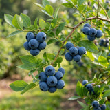 2 Highbush Blueberry Bushes Live Plants, Edible Fruit Plant, 4-6 Inch Tall
