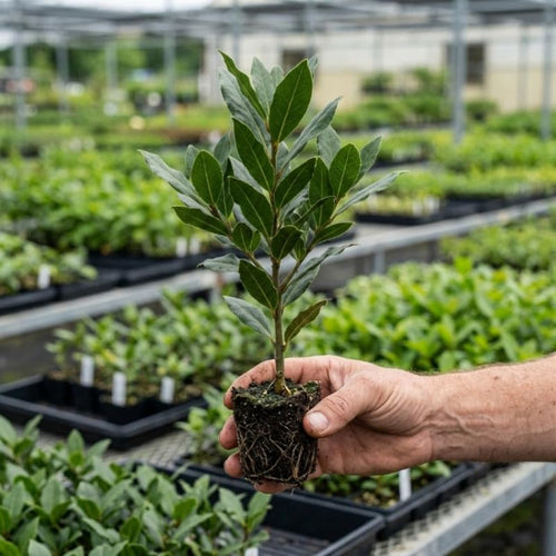 2 Laurus Nobilis Live Plants, Bay Leaf Herb Tree, 4-7 Inch Tall