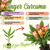 2 White Pink Ginger Live Plants, Ornamental Flowering Ginger Plant for Indoor Outdoor, Colorful Blooming Gingers 4-6 Inches