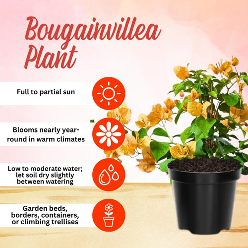 2 Gold Live Bougainvillea Plants, Home Garden Plant, 4-6 Inch Tall