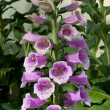 2 Purple Foxglove Live Plants, 2-6 Inch Tall, 3 Inch Pot