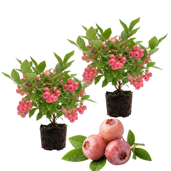 Set 2 Pink Lemonade Bluberry Plants, 4-6 Inc Tall, Blueberry Bush