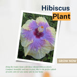 Purple Yellow Hibiscus Plant 5-7" Tall