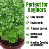 Set of 3 Greek Basil Live Herb Plants, 3–6 Inches Tall