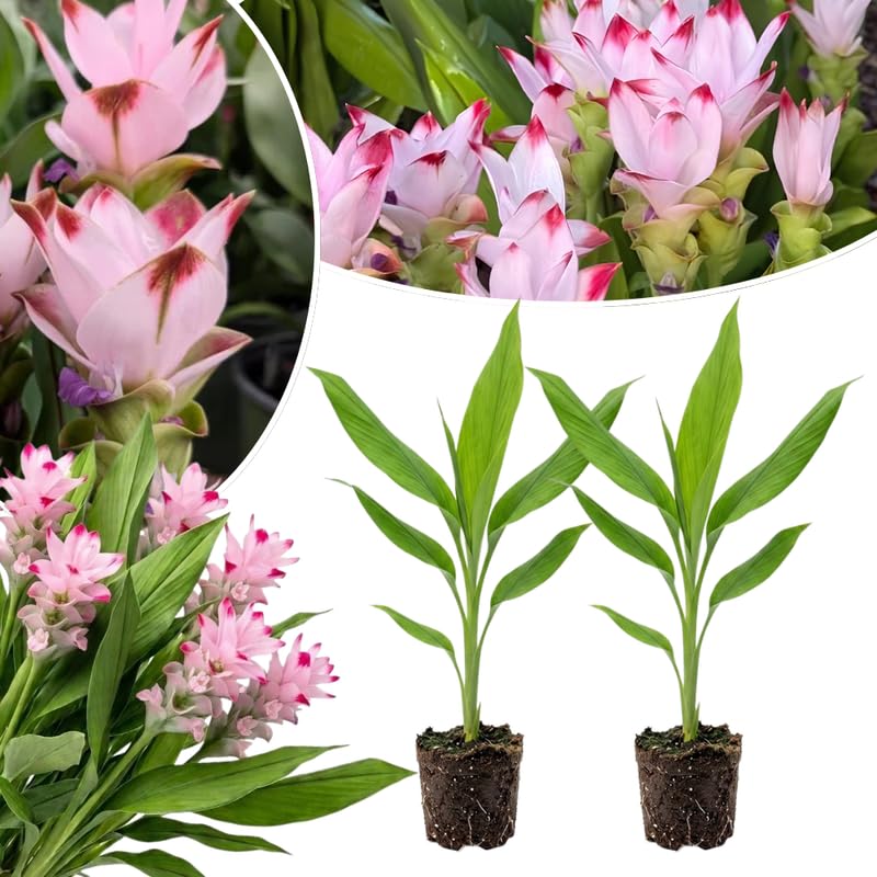 2 Light Pink Ginger Live Plants, Ornamental Flowering Ginger Plant for Indoor Outdoor, Colorful Blooming Gingers 4-6 Inches