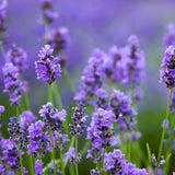 2 Creek Lavender Plants Live, Garden Plant, 4-7 Inch Tall