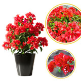 Red Bougainvillea Live Plant, Flowering Vine, 6-8 Inch Tall, 4 Inch Pot