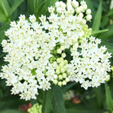 2 White Milkweed Live Plants, Asclepias Tuberosa, 4-6 Inch Tall