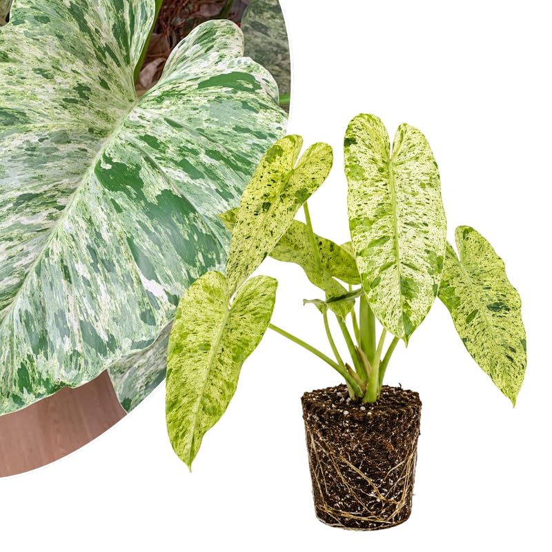 Variegated Philodendron Live Plant 4-6 Inches, Easy Care Indoor Houseplant for Home and Office, Tropical Foliage Philodendron