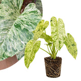 Variegated Philodendron Live Plant 4-6 Inches, Easy Care Indoor Houseplant for Home and Office, Tropical Foliage Philodendron