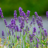 2 Creek Lavender Plants Live, Garden Plant, 4-7 Inch Tall