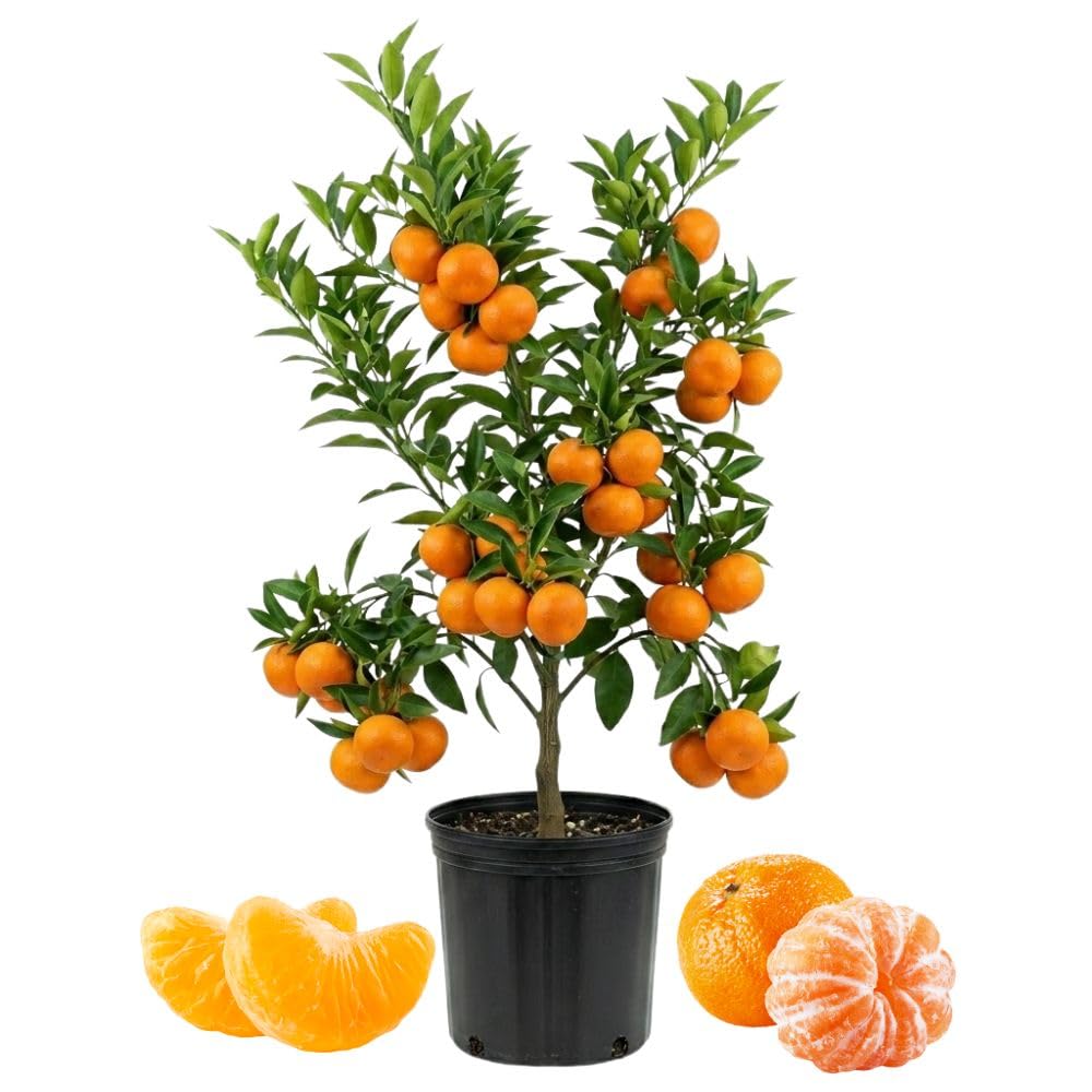 Grafted Satsuma Mandarin Tree Live 2-3 Feet Tall