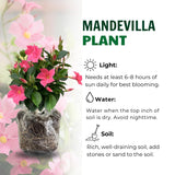 2 Pink Mandevilla Live Plants, Mandevilla Live Plant, 4-6 Inch Tall