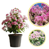 White Pink Bougainvillea Live Plant, Vine Plant, 6-8 Inch Tall, 4 Inch Pot
