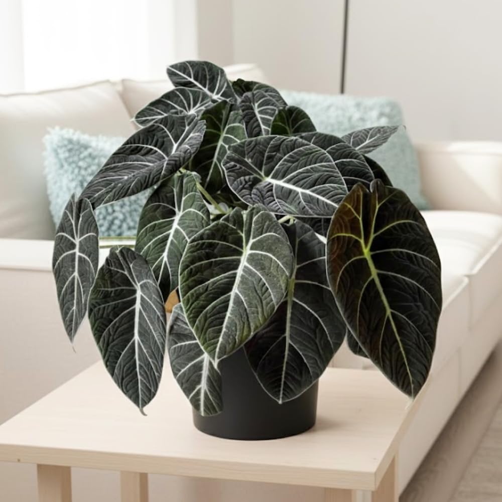 Velvet Alocasia Live Plant, Rare Tropical Plant, 2-4 Inch Tall