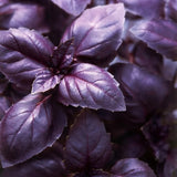 Purple Basil Live Plant, Fragrant Herb, 2-3 Inch Tall