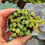 String of Turtles Live Plant, Indoor Succulent Plant, 2 Inch Pot
