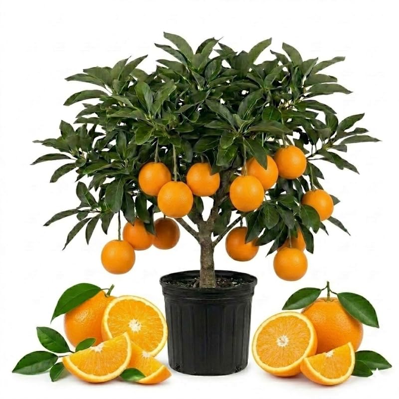 Orange Live Plant, Well-Rooted Citrus Tree, 1-2 Ft Tall, 1 Gallon Pot
