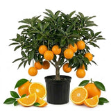 Orange Live Plant, Well-Rooted Citrus Tree, 1-2 Ft Tall, 1 Gallon Pot
