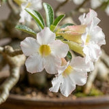 White Desert Rose Plant Live, 4-6 Inch Tall