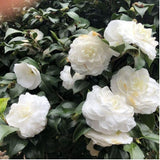 Live White Camellia Plant 8-14" Tall, Camellia Plant in Pot