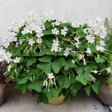 Green Shamrock Oxalis Plant Live, Indoor Houseplant, 3-5 Inch Tall