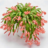 Rare Holiday Cactus Live Plant, Houseplant, 5-9 Inch Tall