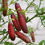 Red Finger Lime Tree Plant Live, 1-2 Ft Tall, 1 Gallon Pot