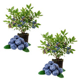 2 Springhigh Blueberry Bush Live Plant, Starter Fruit Plant, 4-6 Inch Tall