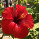 4 Red Hibiscus Live Plants, Hibiscus Flower, Patio Container Plant, 4-8 Inch Tall