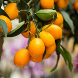 Sweet Kumquat Tree Live, Sweet Citrus Tree, 1-2 Ft Tall, 1 Gallon Pot