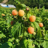 3 Golden Yellow Live Raspberry Plants, 3-5 Inch Tall