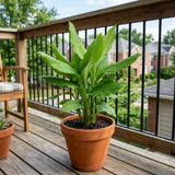 2 Live Turmeric Curcuma Plants, 4-6 Inch Tall